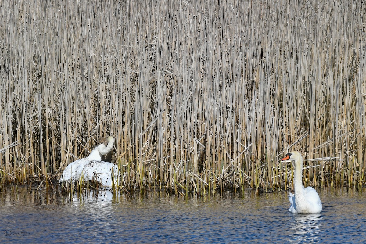 Mute Swan - ML556891491