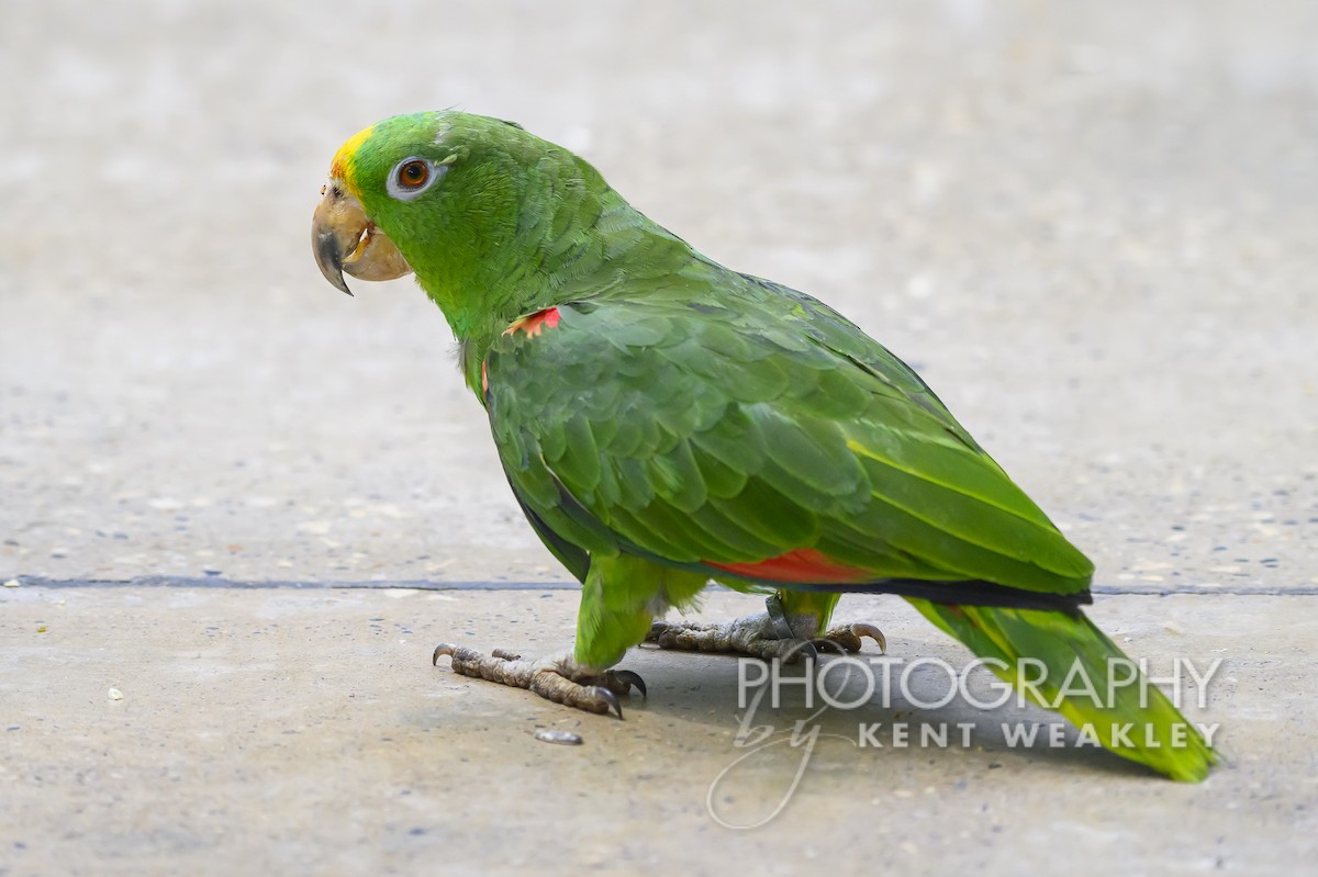 Yellow-crowned Parrot - ML556891611