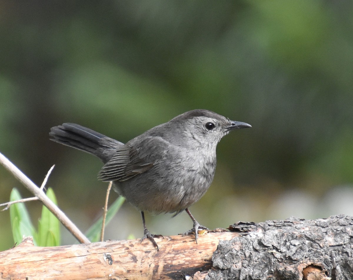 Gray Catbird - valerie boman