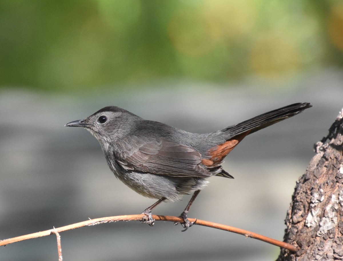 Gray Catbird - valerie boman