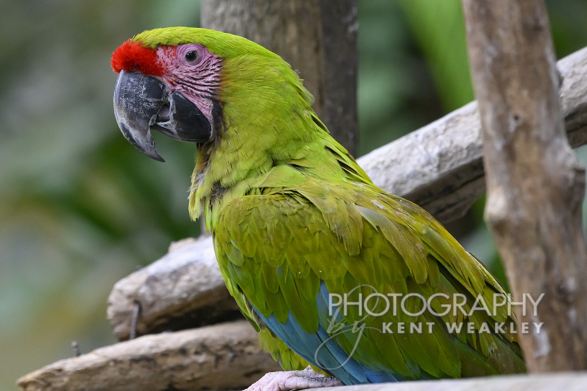 Military Macaw - ML556891851