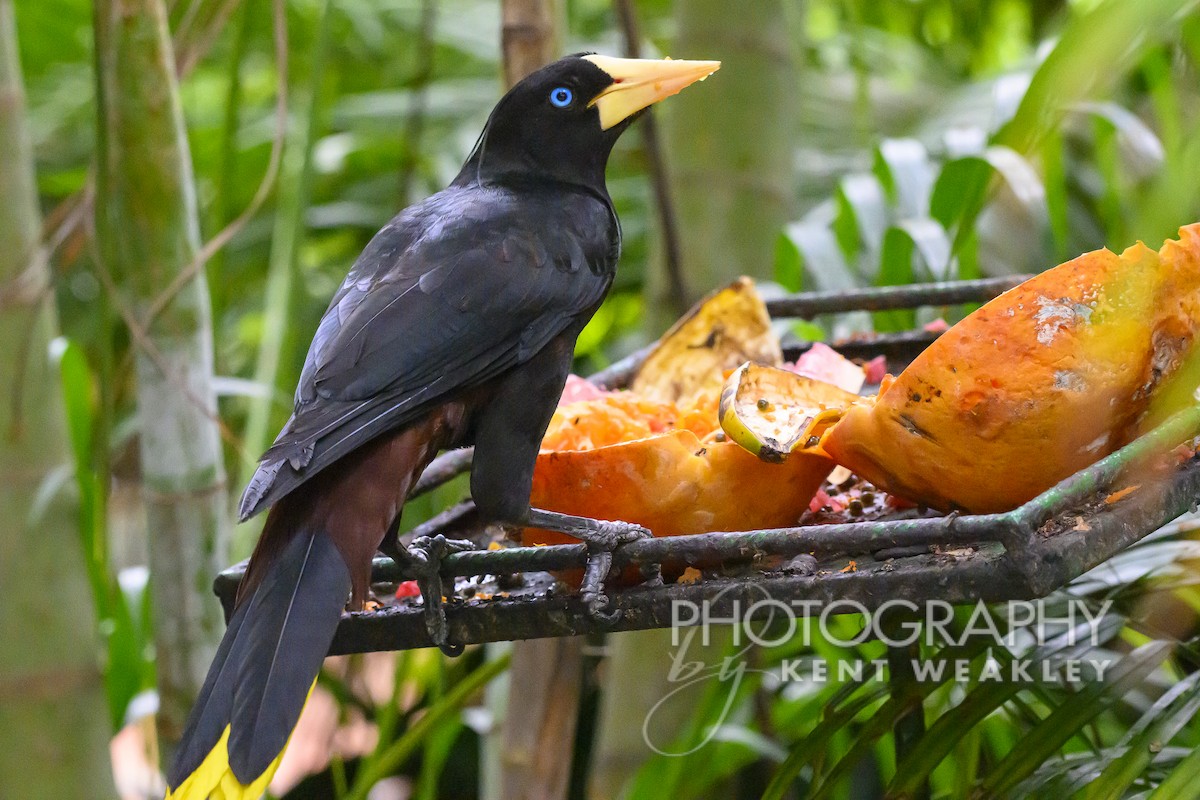 Crested Oropendola - ML556892211