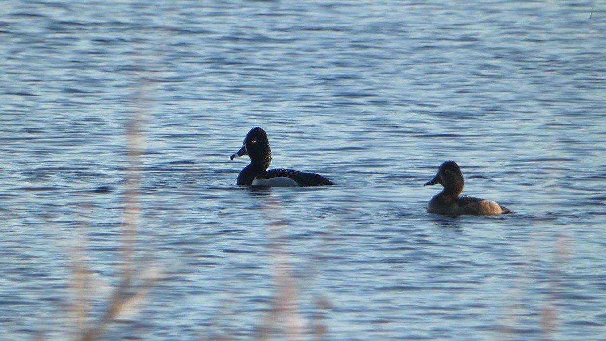 Ring-necked Duck - ML556892251
