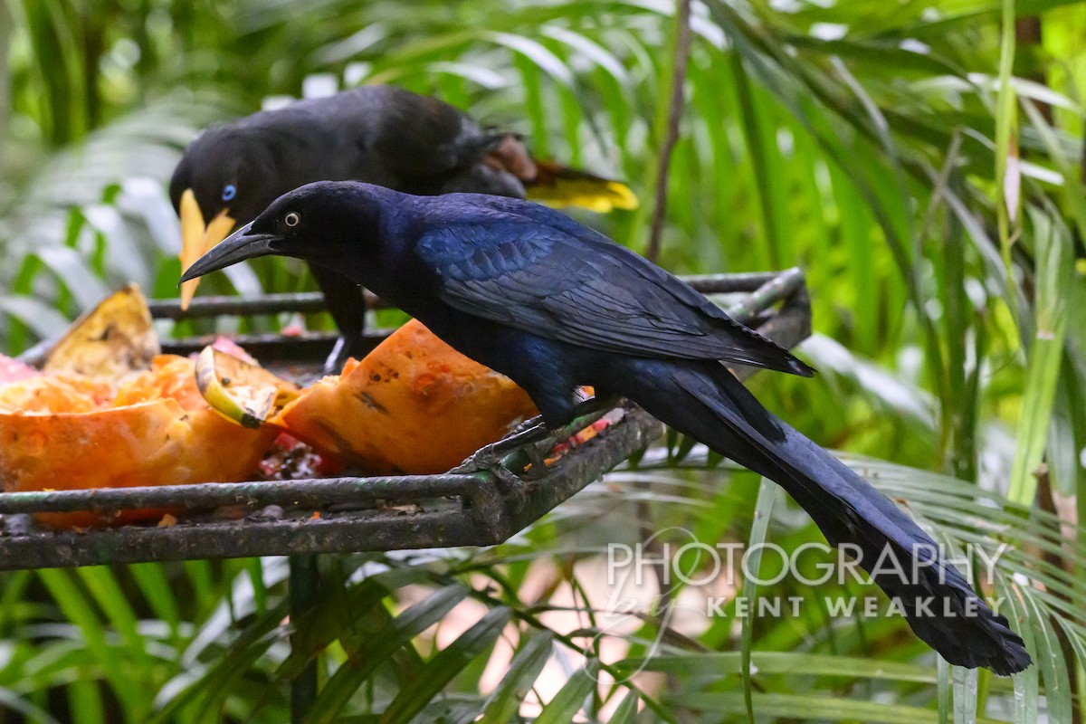 Great-tailed Grackle - ML556892271