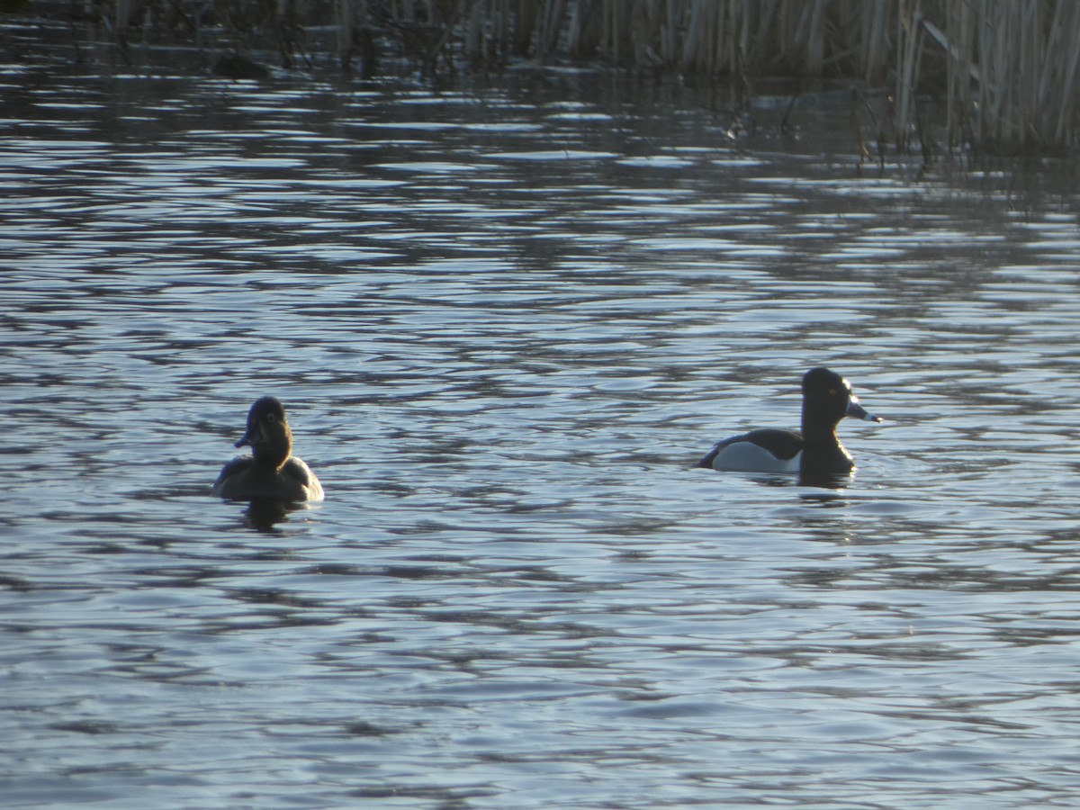 Ring-necked Duck - ML556892291