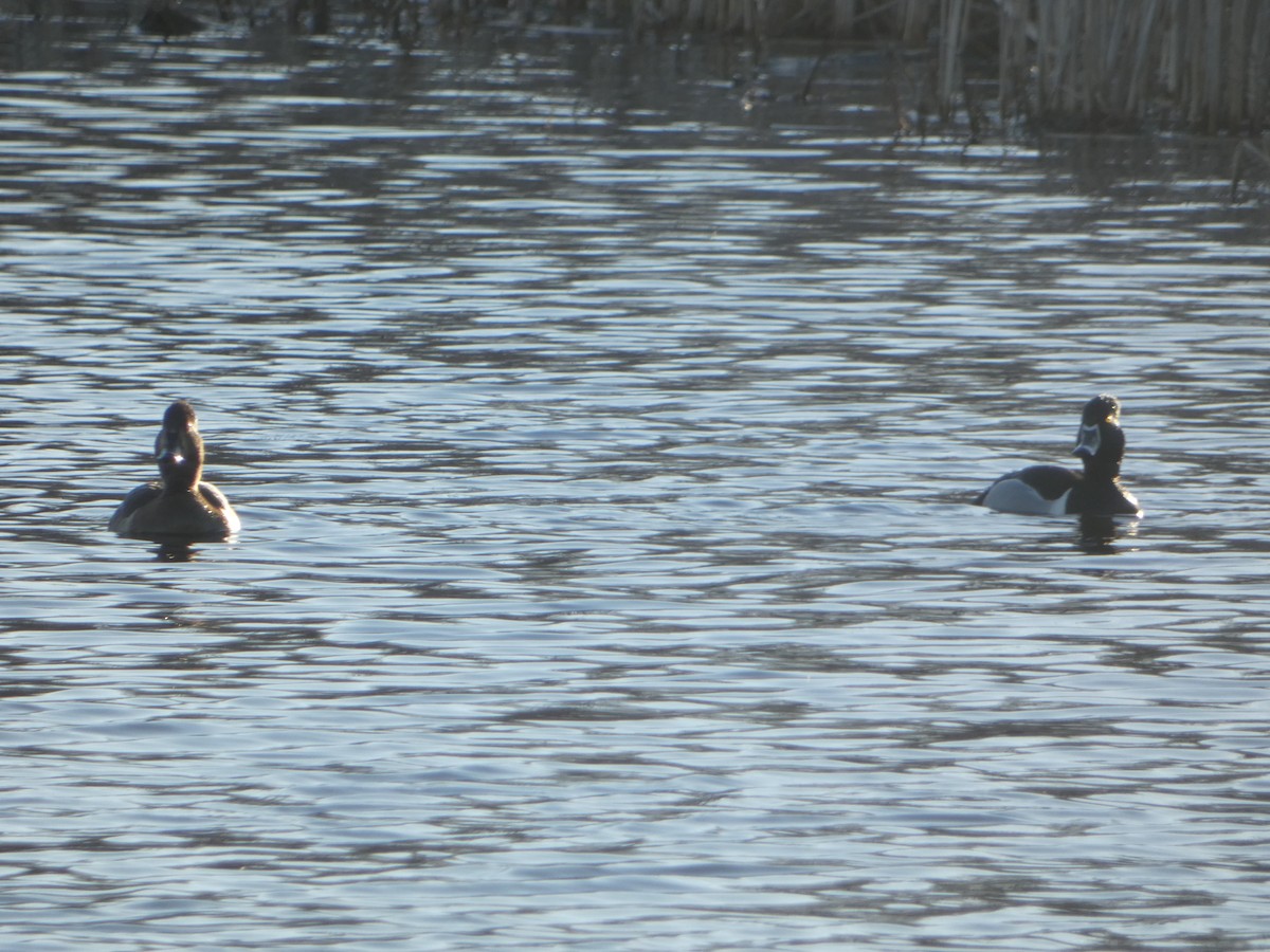 Ring-necked Duck - ML556892331