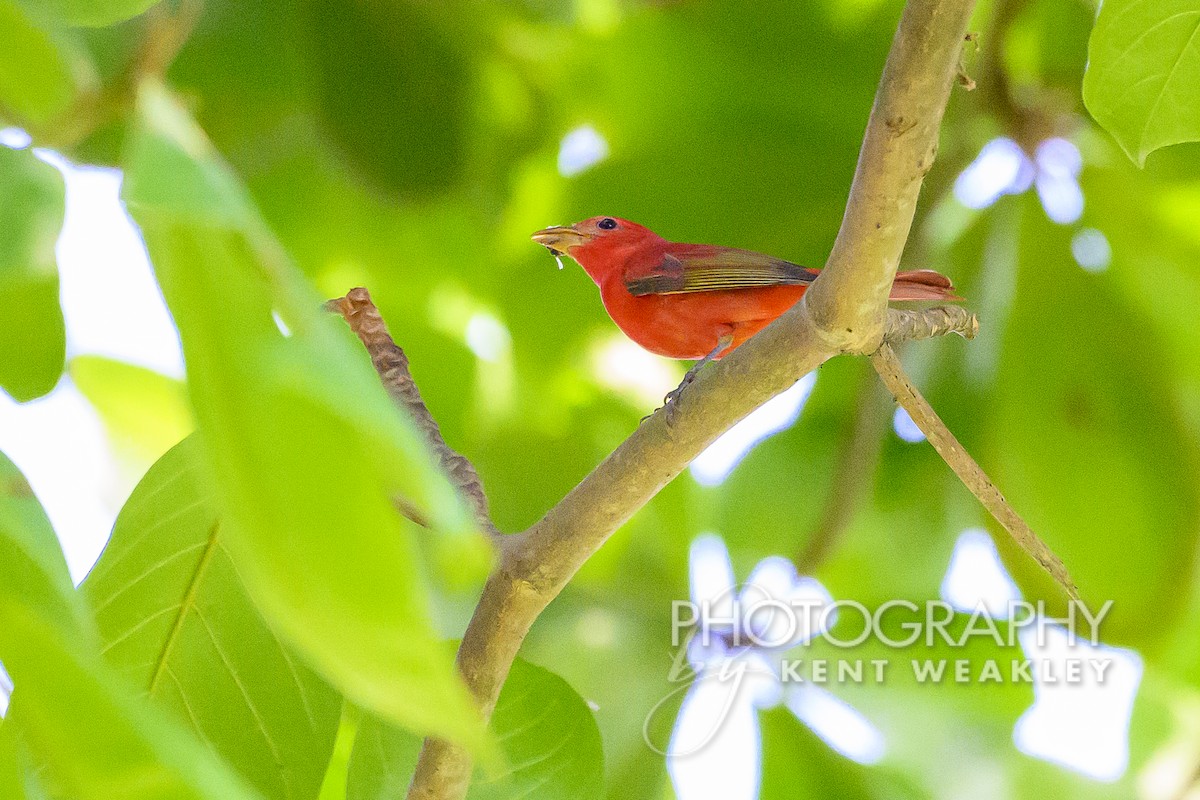 Summer Tanager - ML556892341