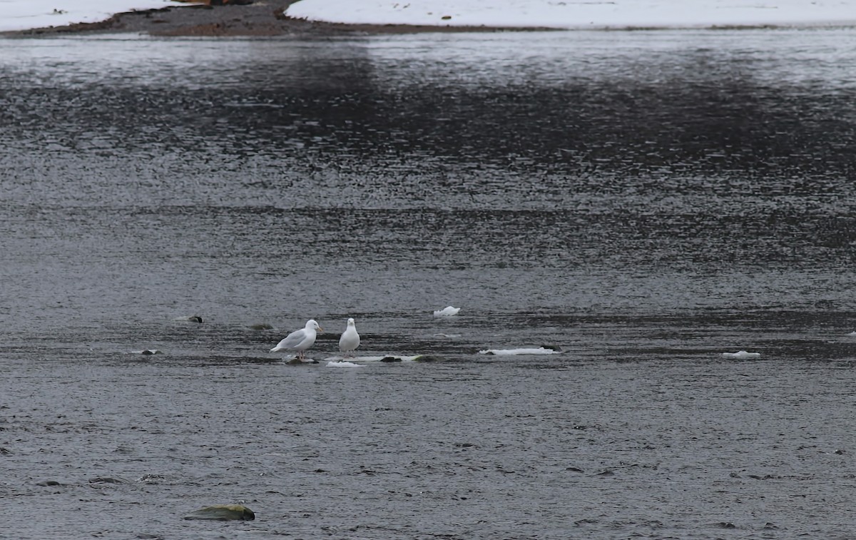 Glaucous Gull - ML556892411