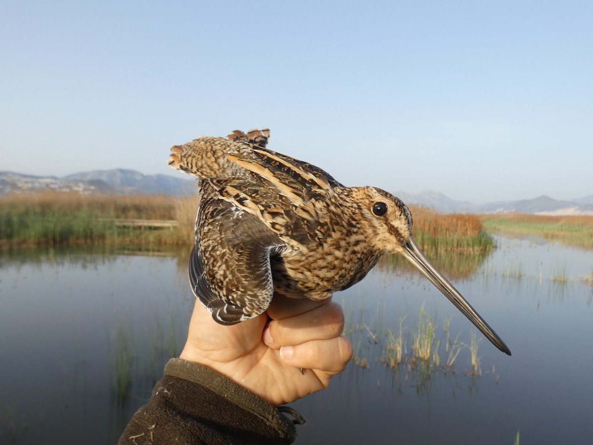 Common Snipe - ML556892641