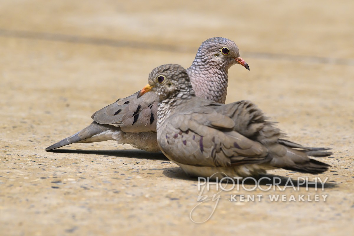 Common Ground Dove - ML556892881