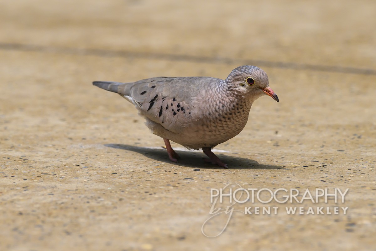 Common Ground Dove - Kent Weakley