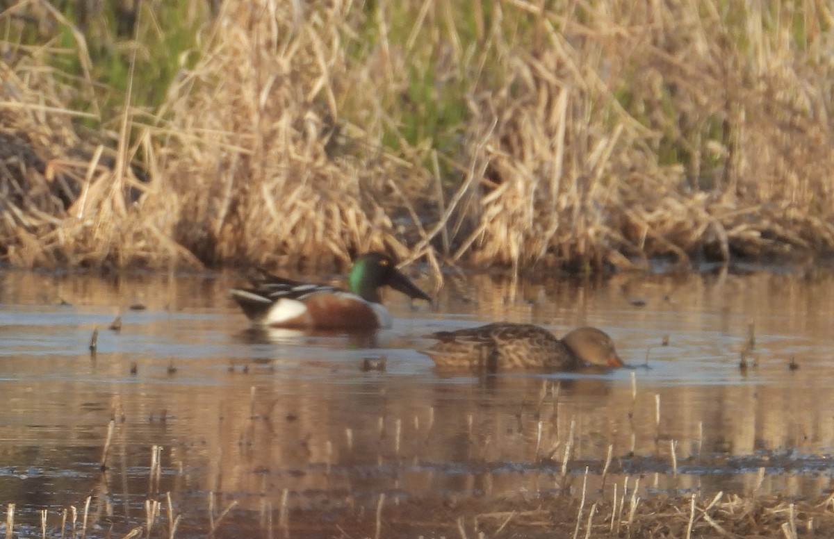 Northern Shoveler - ML556893121