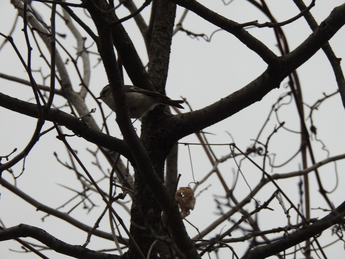 Golden-crowned Kinglet - ML556893371