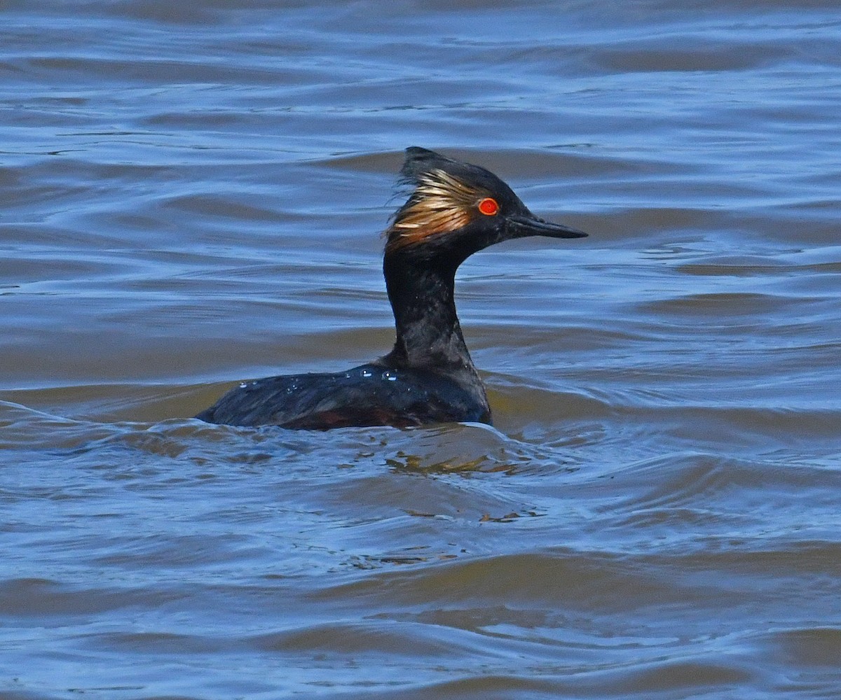 Eared Grebe - ML556893471