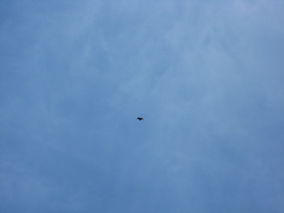 Black Vulture - ML556893881