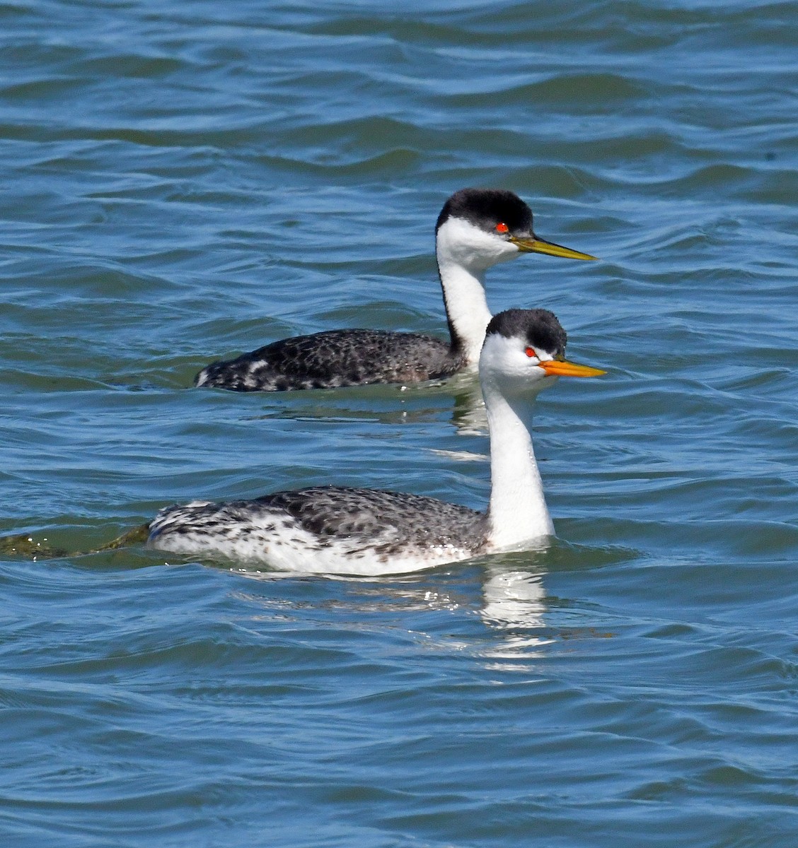 Western Grebe - ML556894081