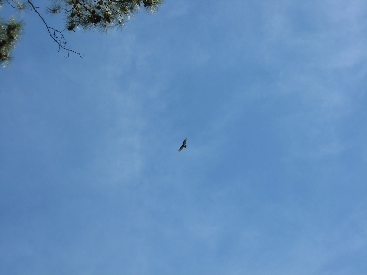 Turkey Vulture - ML556894101