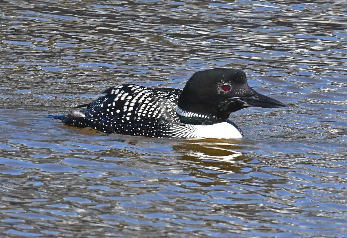 Common Loon - Daniel Murphy