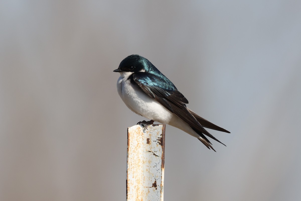 Tree Swallow - ML556897181