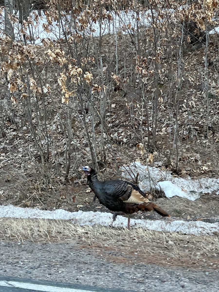 Wild Turkey - ML556897621