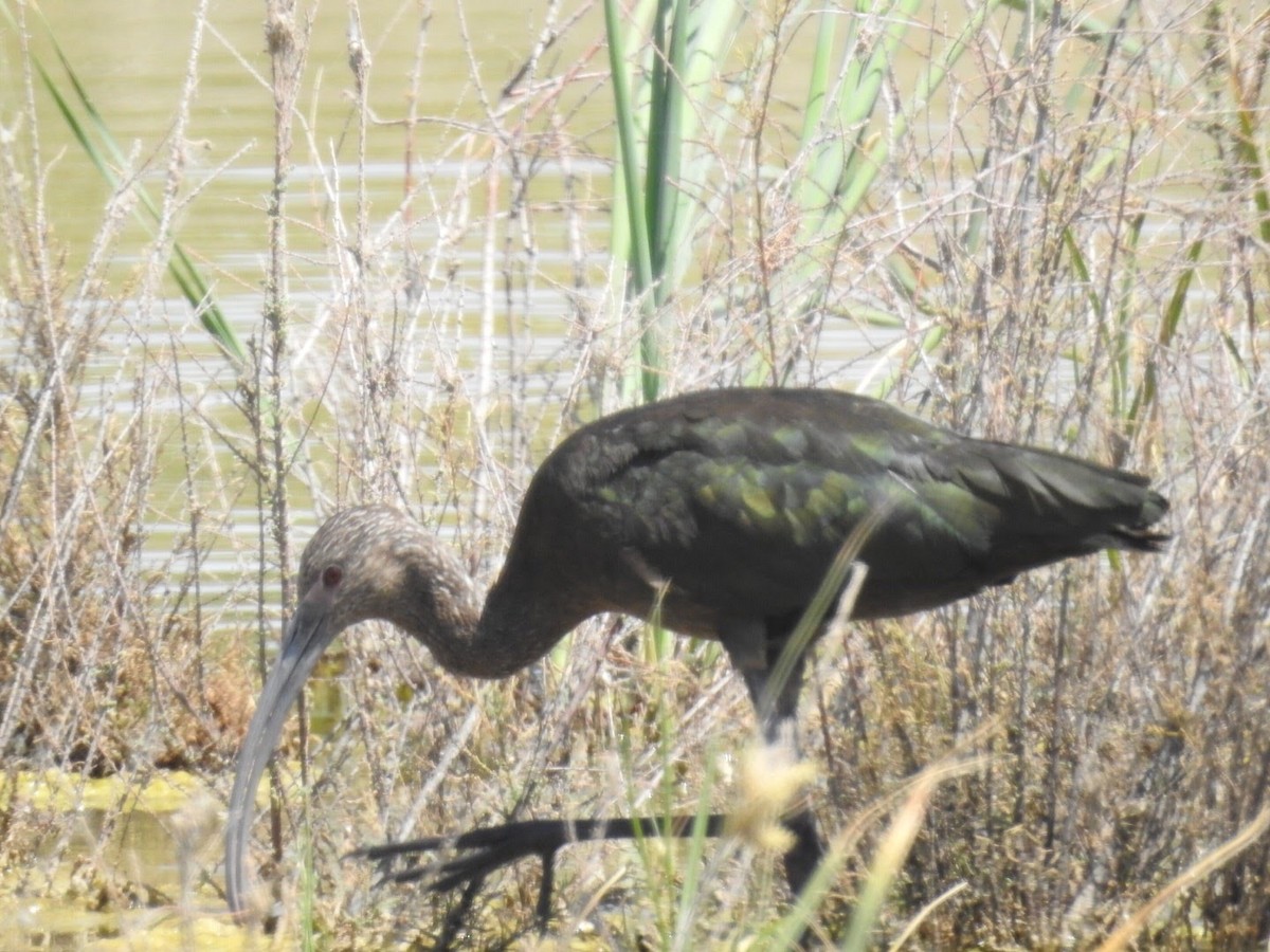 White-faced Ibis - ML55689851