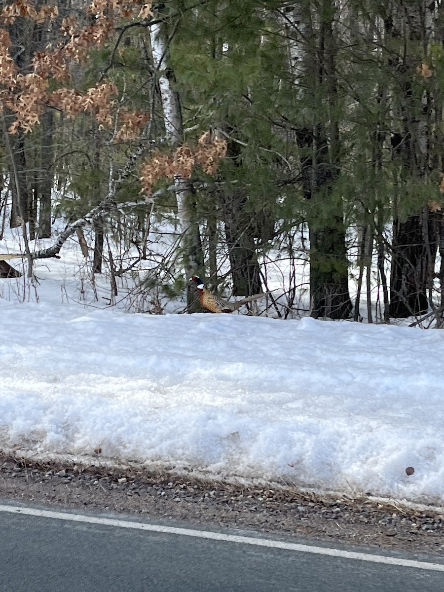 Зэрлэг гургуул - ML556898541