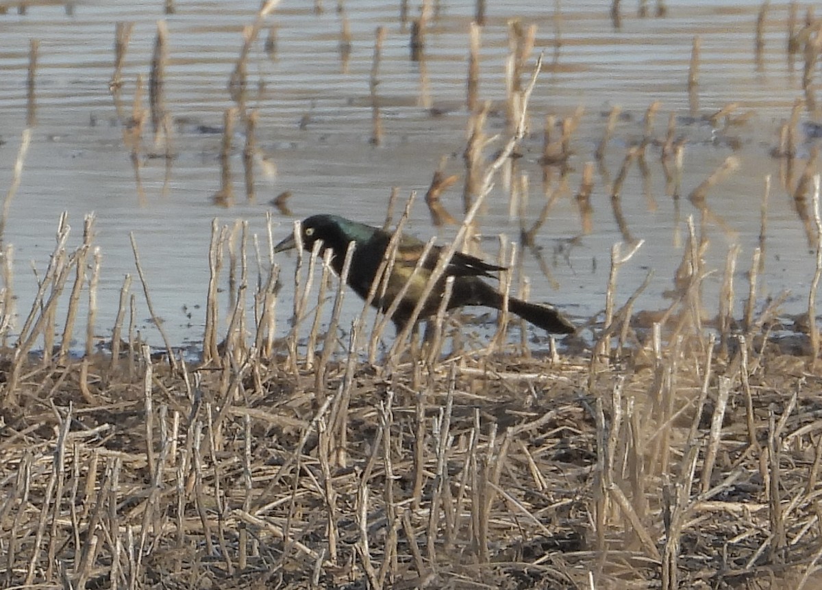 Common Grackle - ML556898791