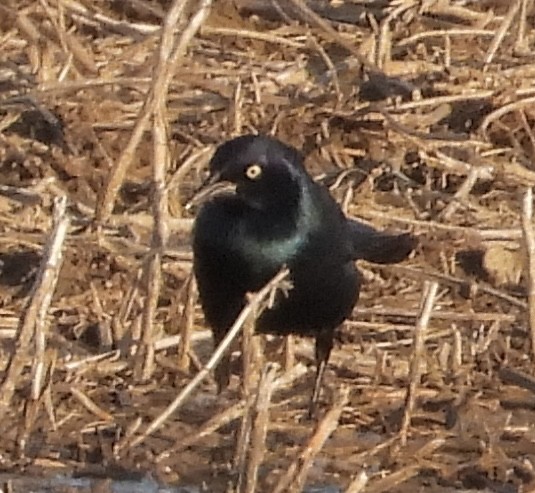 Common Grackle - ML556898801