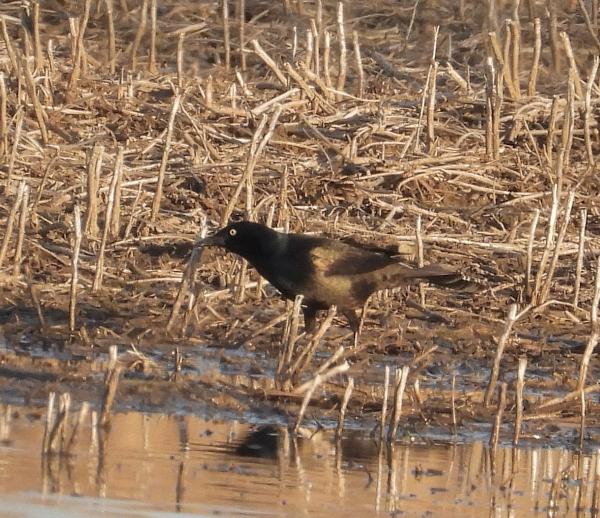 Common Grackle - ML556898821