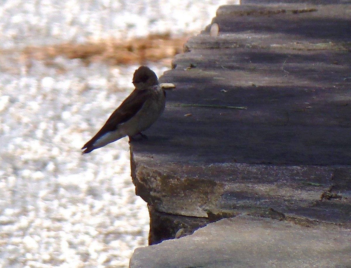Northern Rough-winged Swallow - ML556898991