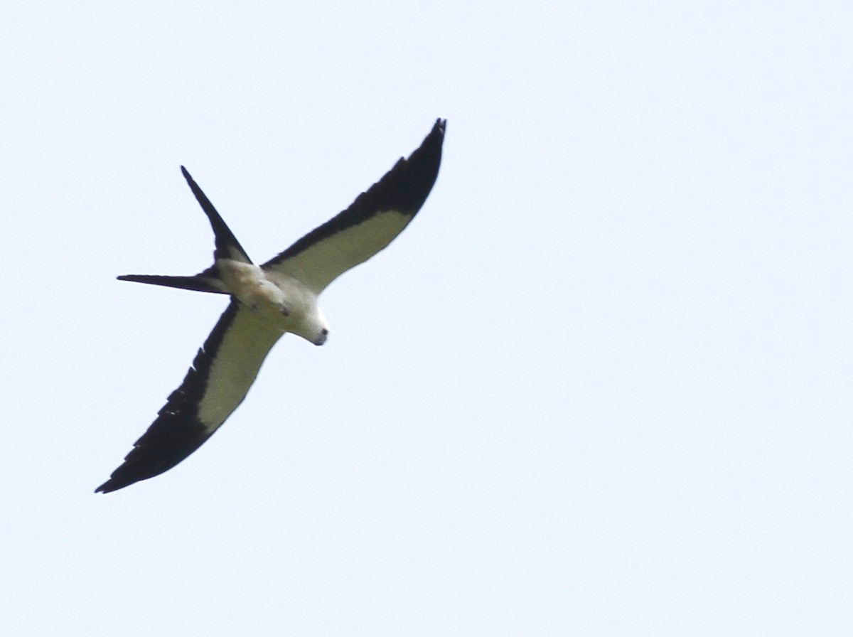 Swallow-tailed Kite - ML55689901