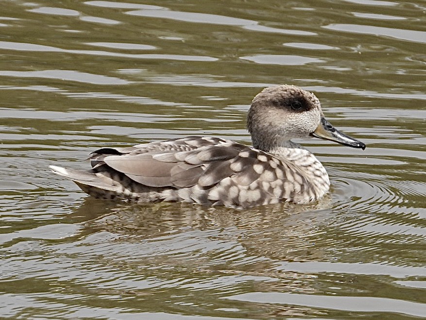 Marbled Duck - ML556899291