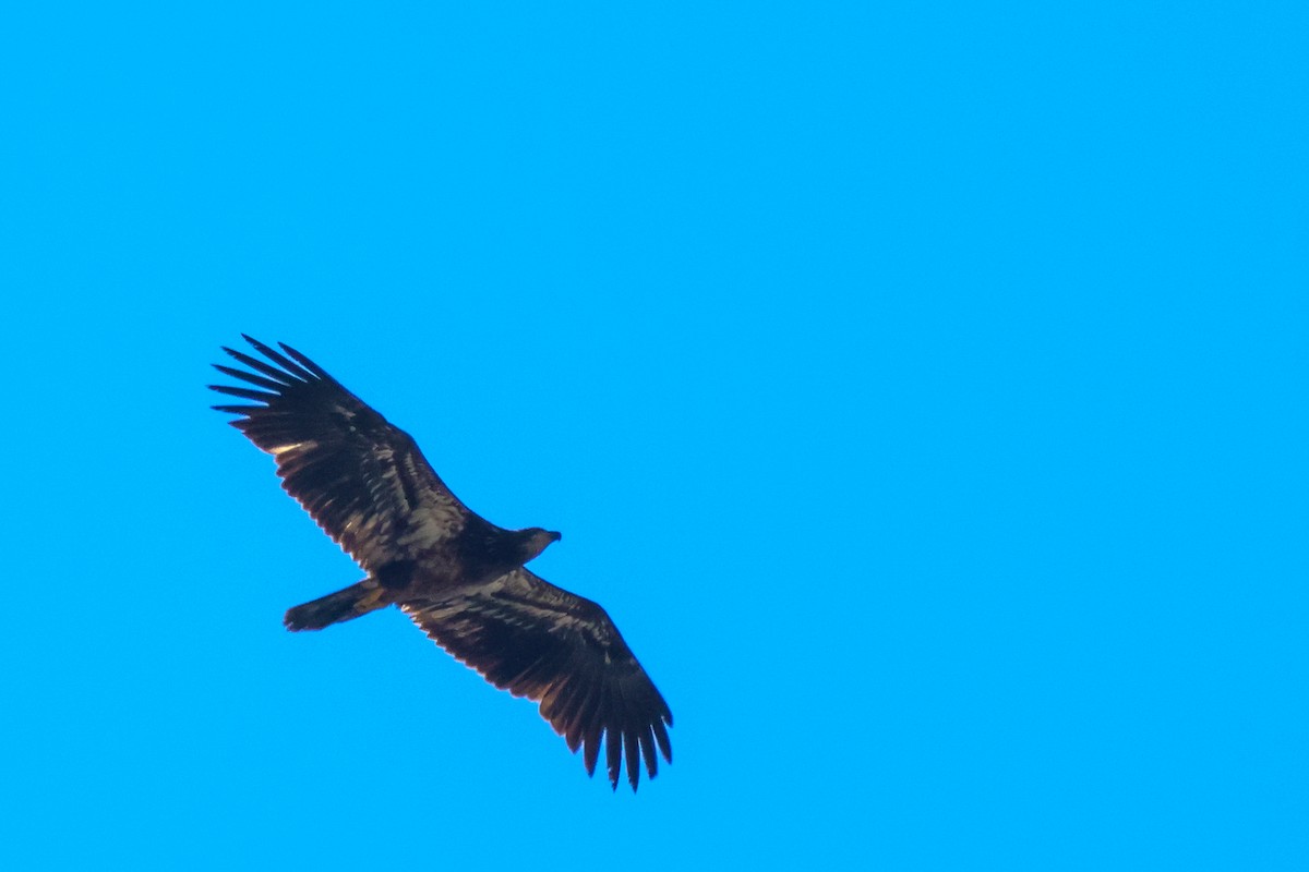Bald Eagle - ML556899301