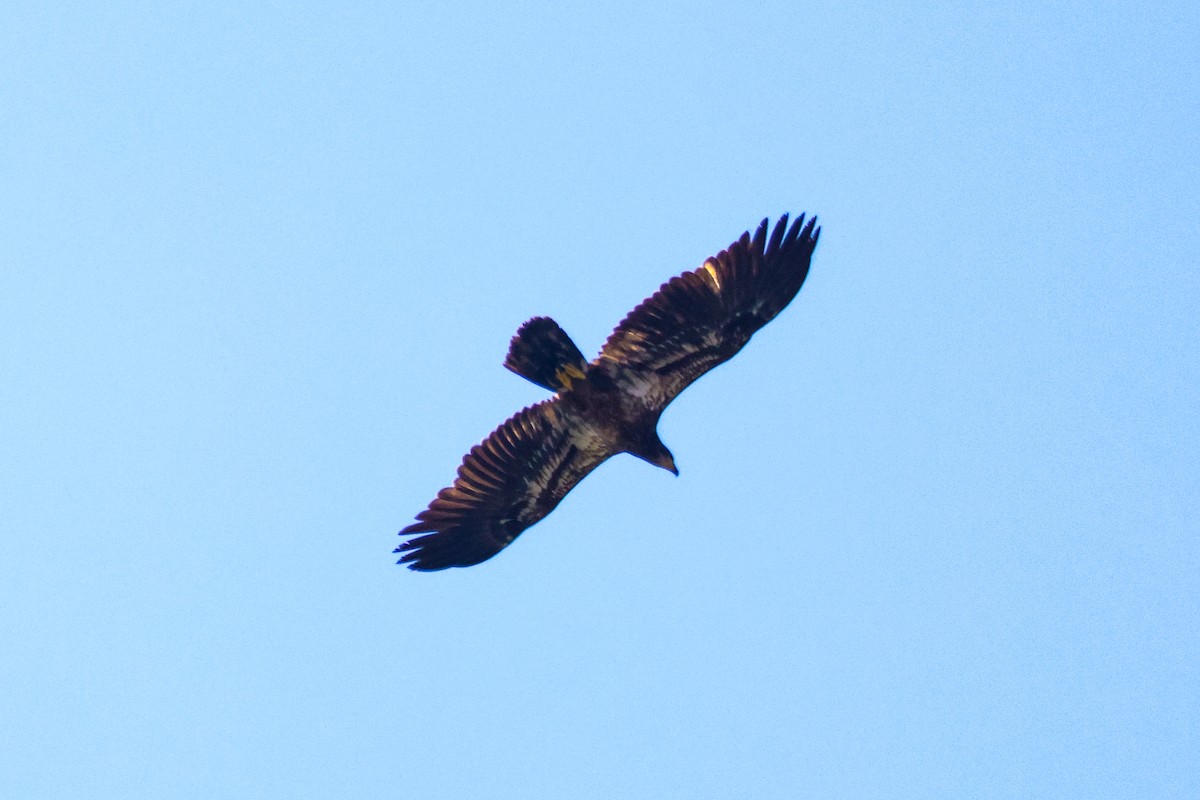 Bald Eagle - ML556899311