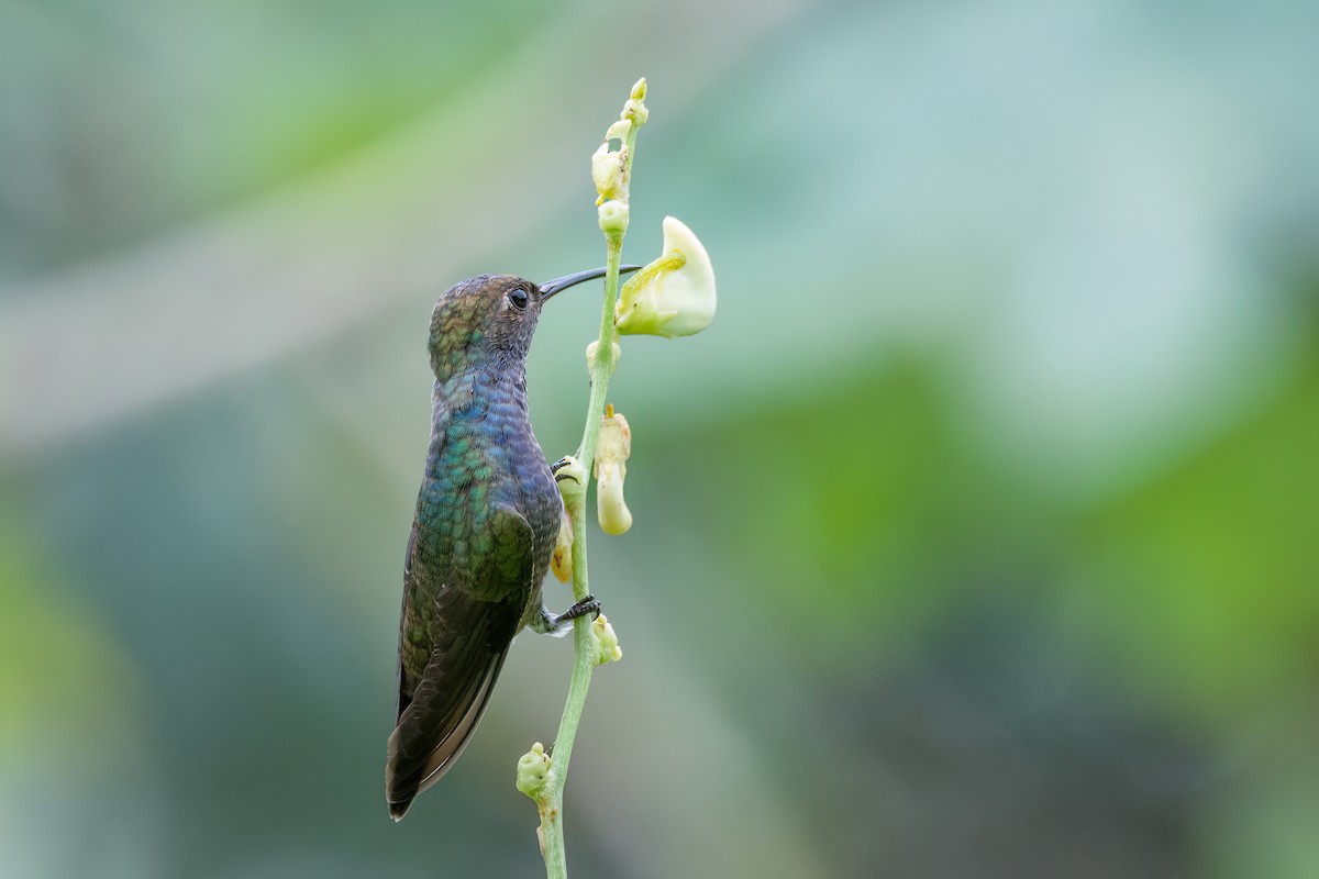 kolibřík safírový - ML556899591