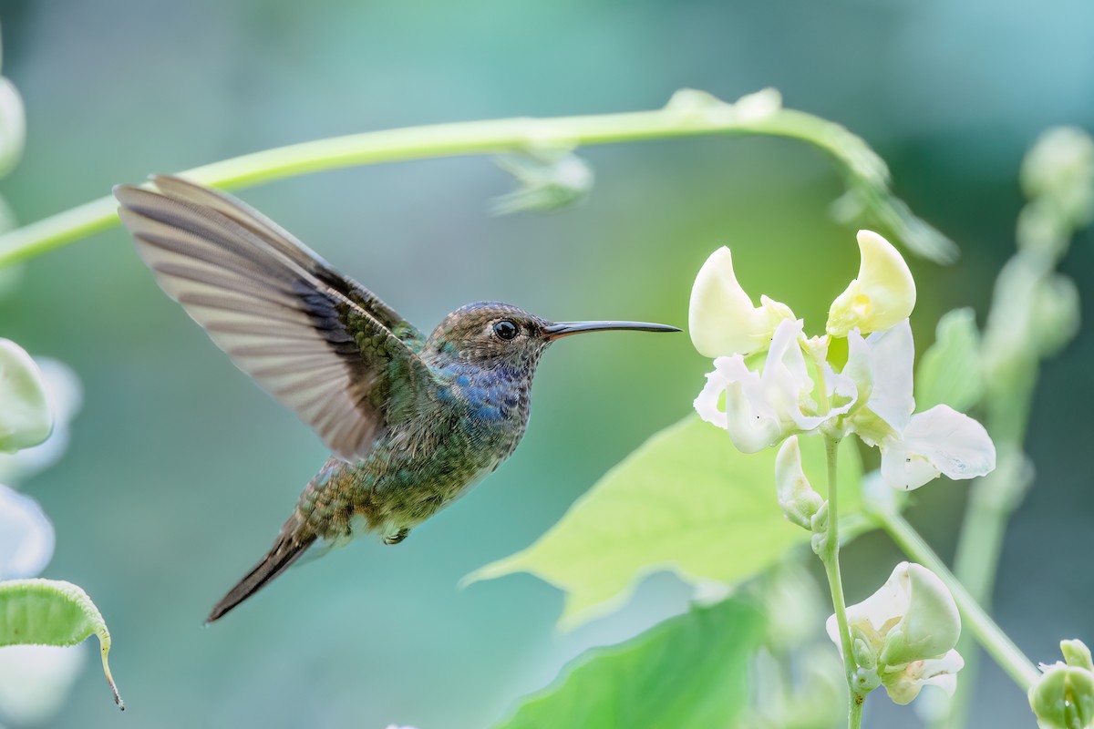 kolibřík safírový - ML556899611
