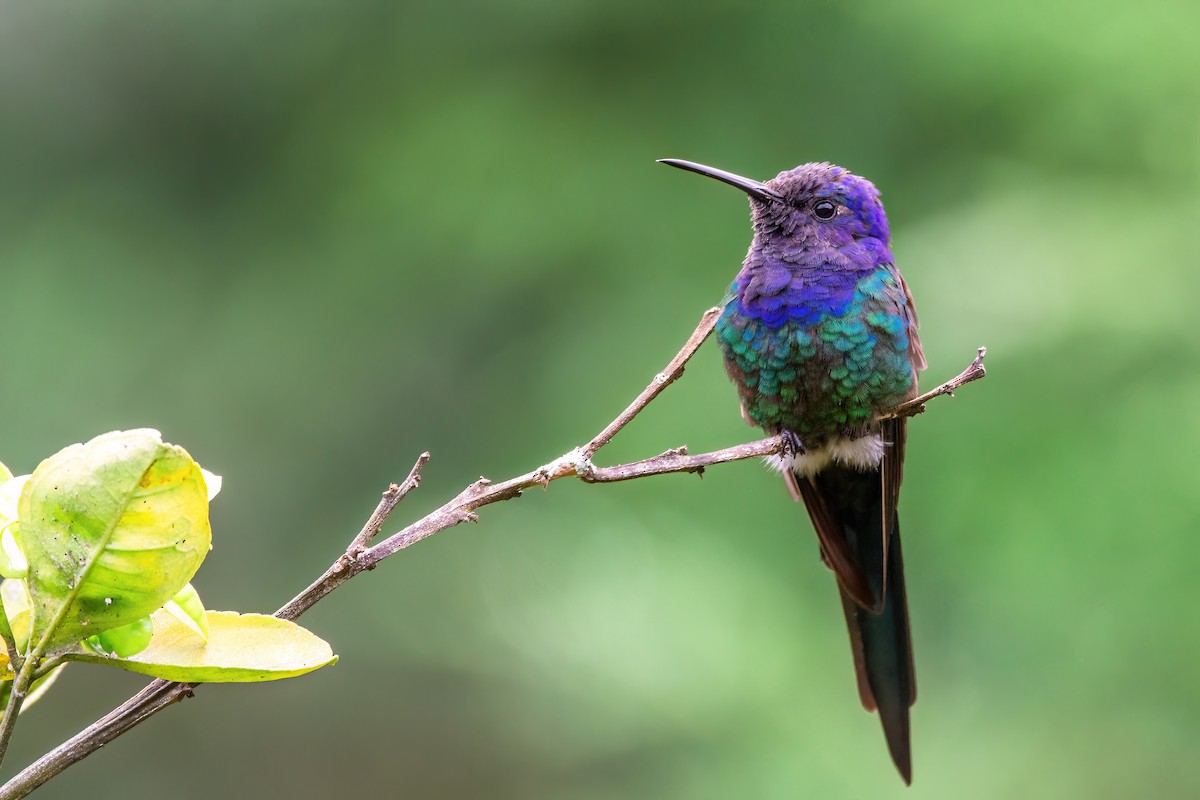 Colibrí Golondrina - ML556899911