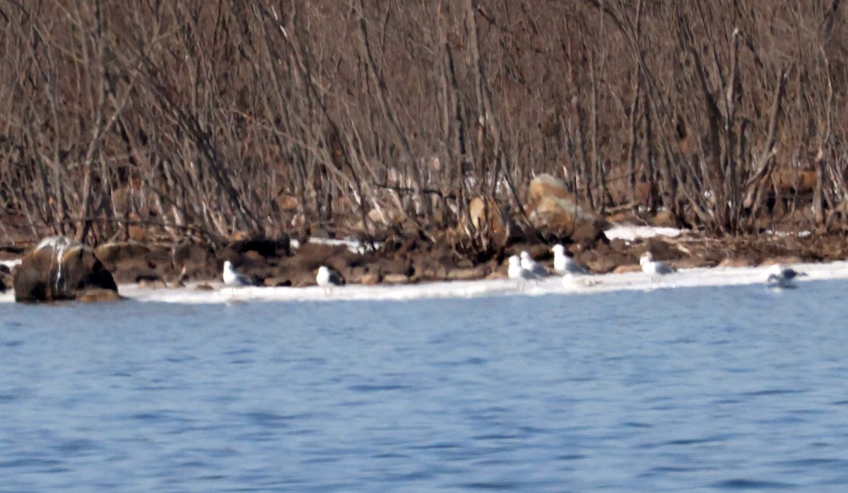 Lesser Black-backed Gull - ML556900041