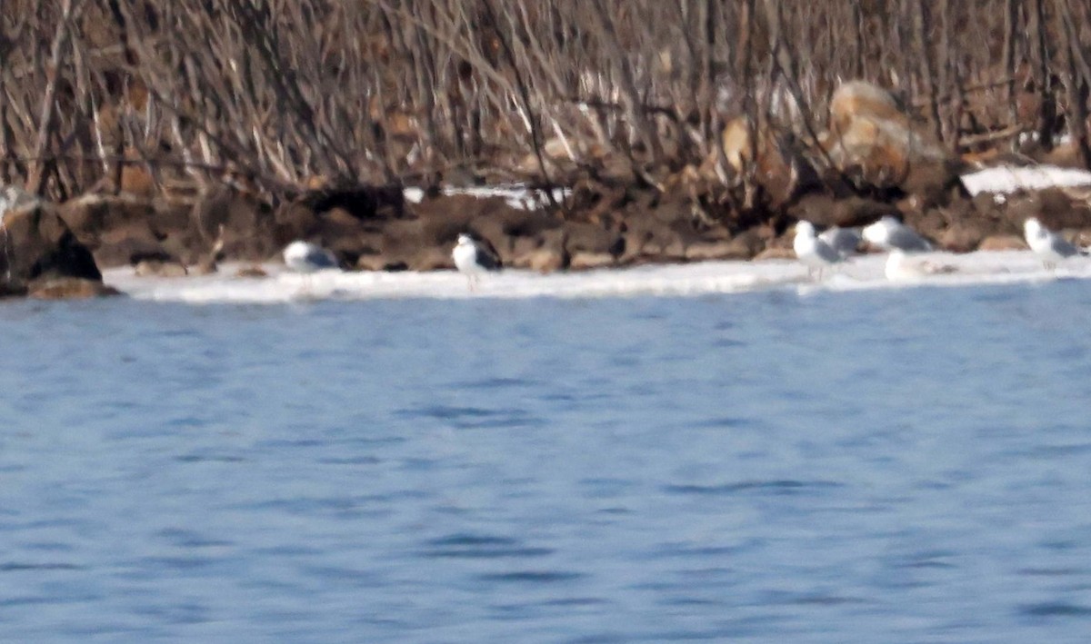 Lesser Black-backed Gull - ML556900051