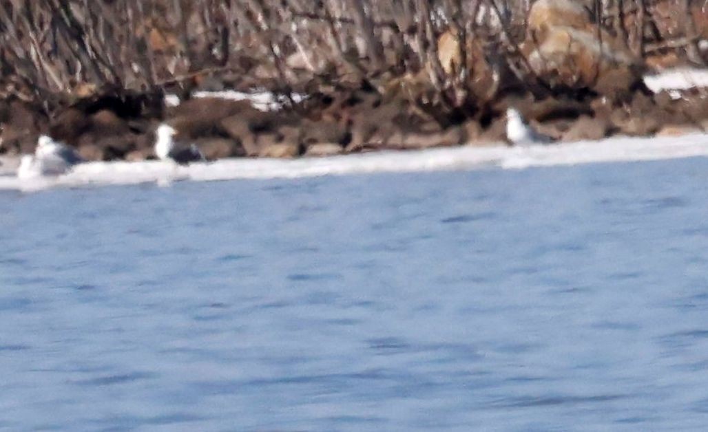 Lesser Black-backed Gull - ML556900061