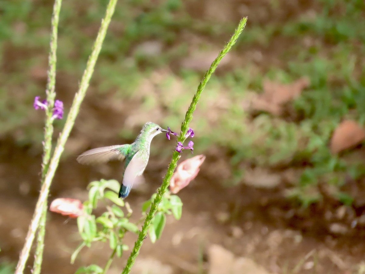 kolibřík zahradní - ML556900131