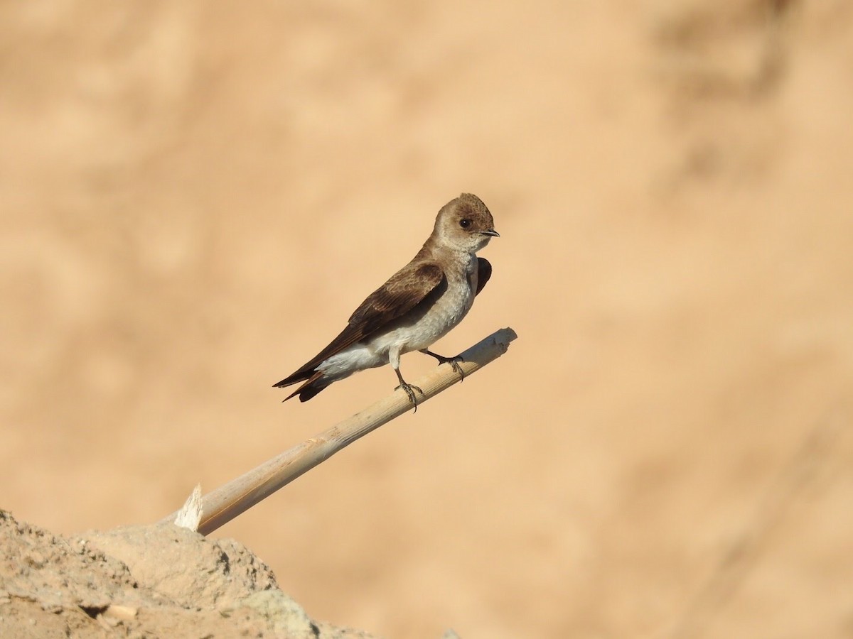 Northern Rough-winged Swallow - Bruce Hoover