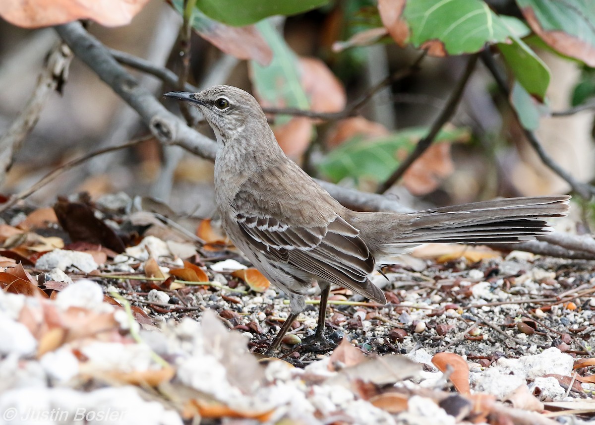 Bahama Mockingbird - Justin Bosler