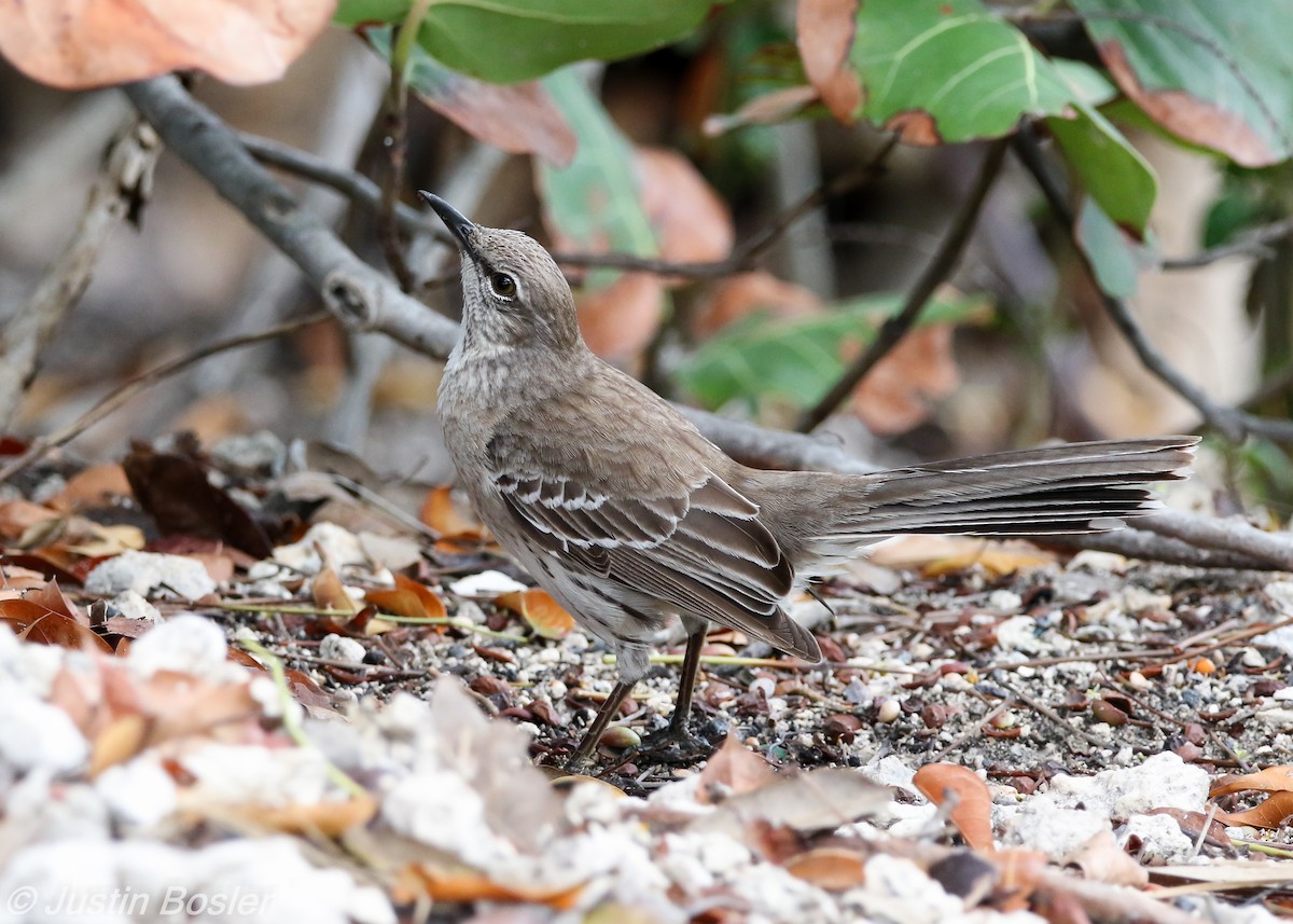 Bahama Mockingbird - ML55690401