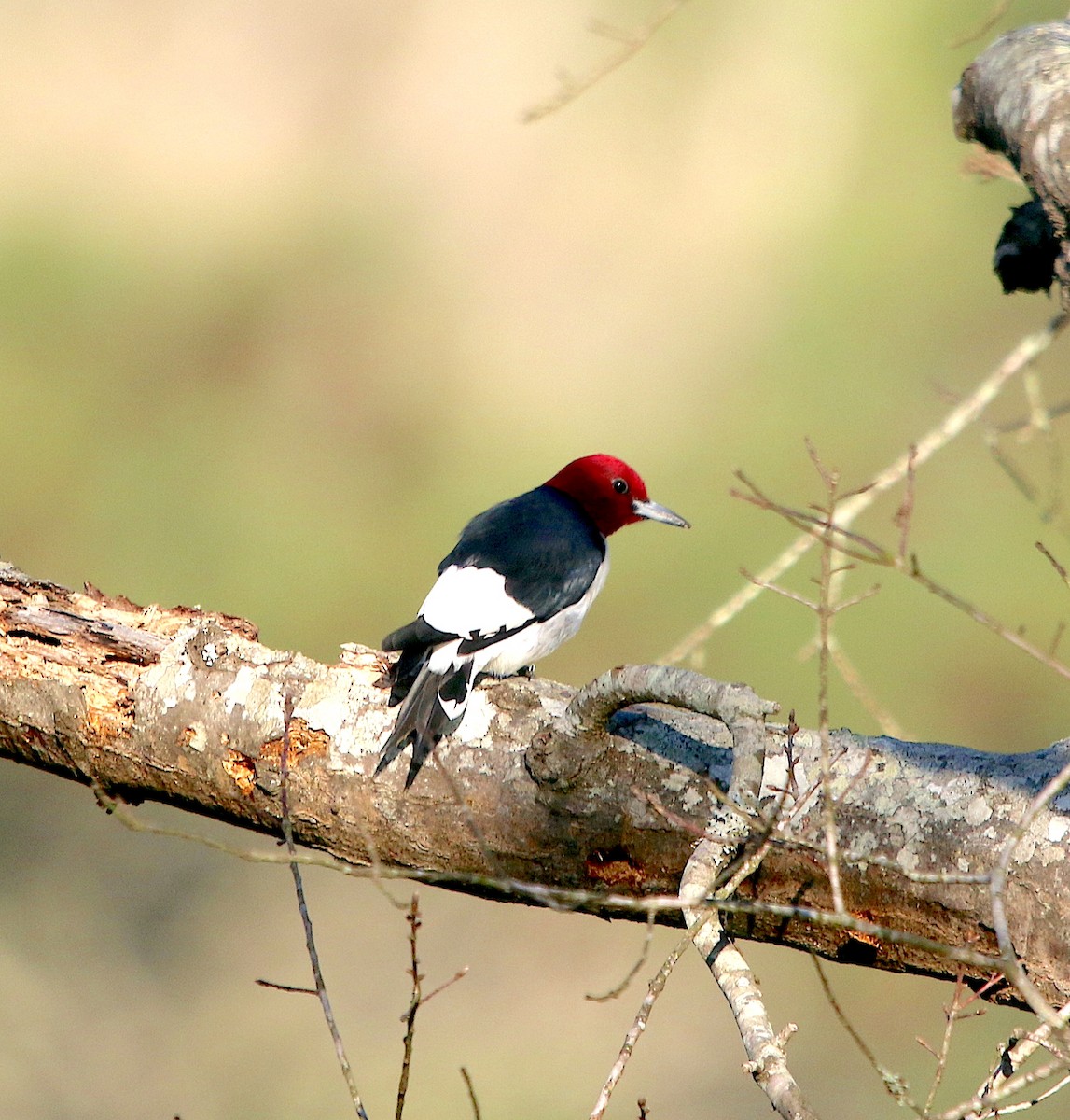 Red-headed Woodpecker - ML556905521