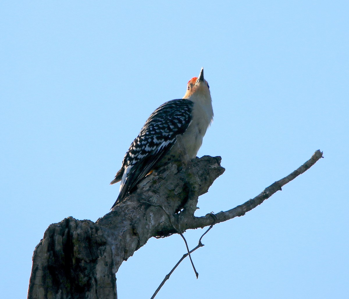 Red-bellied Woodpecker - ML556905751