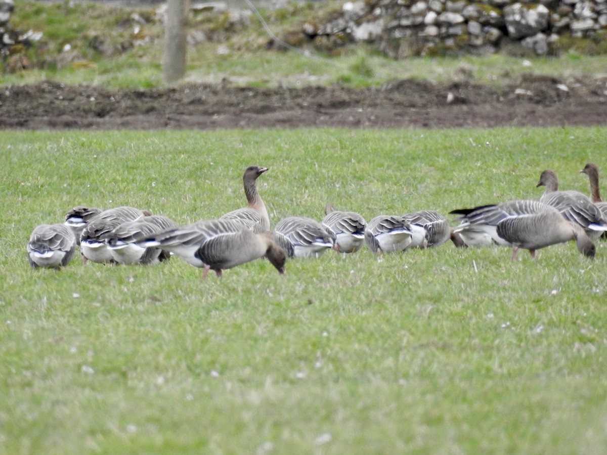 Pink-footed Goose - ML556906021