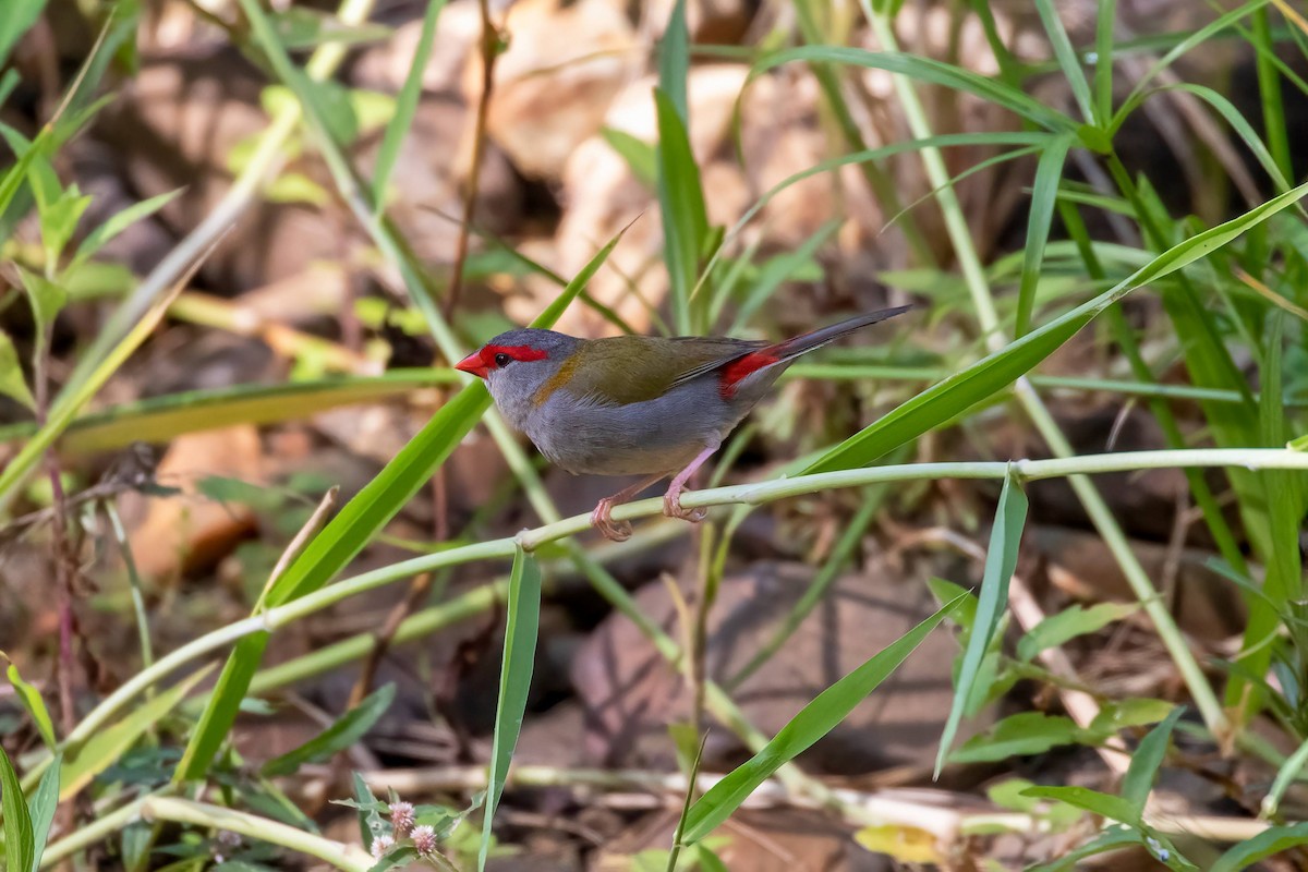 Red-browed Firetail - ML556906321