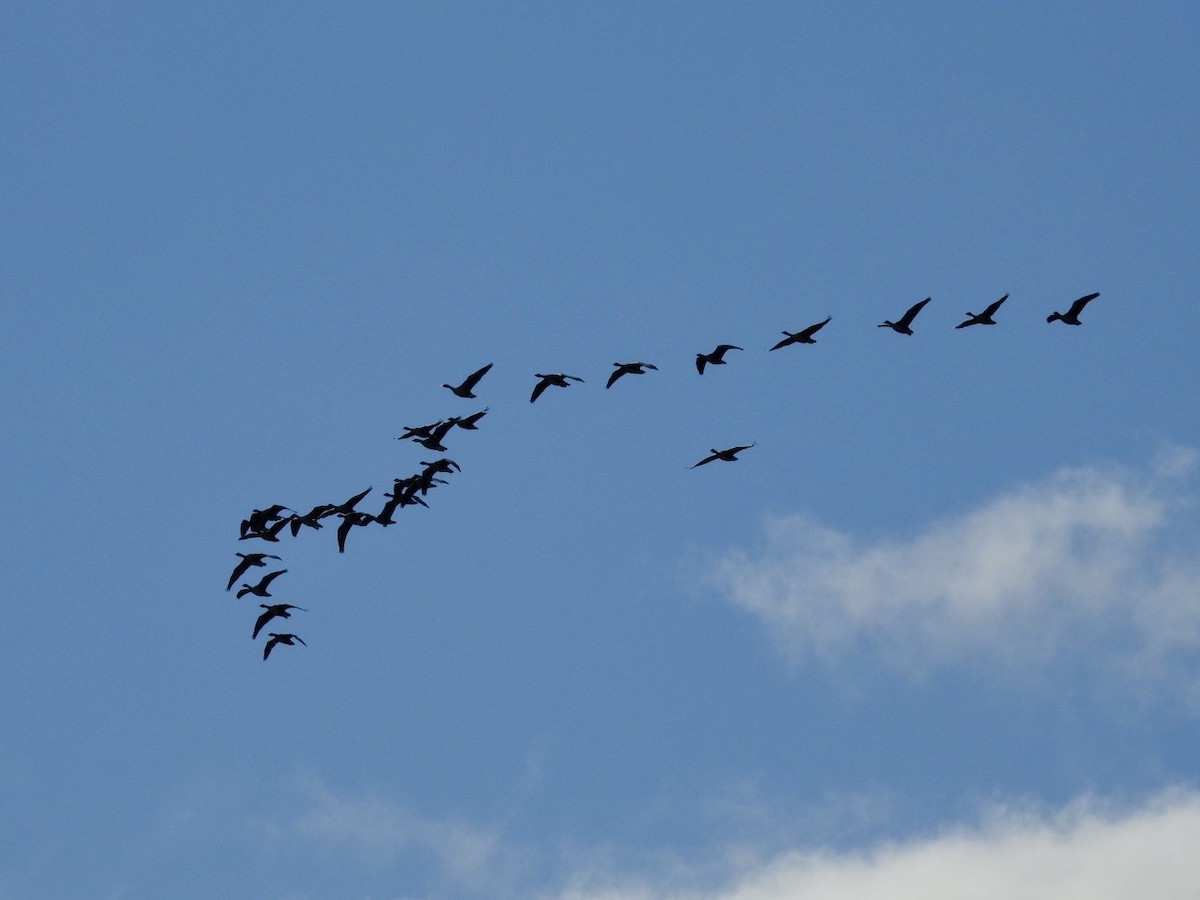 Pink-footed Goose - Jonny Rankin