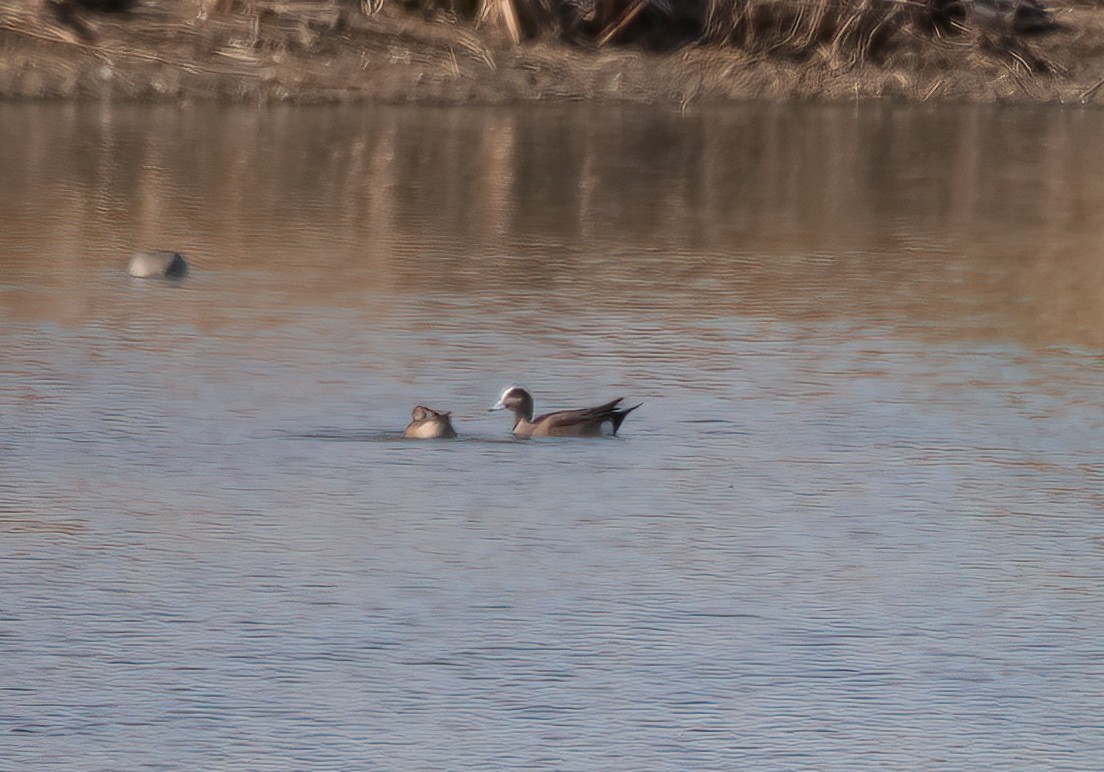 American Wigeon - ML556908511